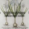 19-265 - Besler - botanical Hand coloured copperplate engraving 39cm X 48cm Condition A+ Framed to conservation standards