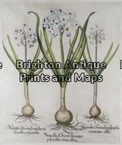19-265 - Besler - botanical Hand coloured copperplate engraving 39cm X 48cm Condition A+ Framed to conservation standards