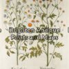 19-266 - Besler - botanical Hand coloured copperplate engraving 39cm X 48cm Condition A+ Framed to conservation standards