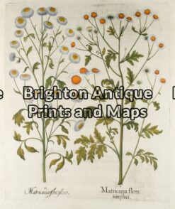 19-266 - Besler - botanical Hand coloured copperplate engraving 39cm X 48cm Condition A+ Framed to conservation standards