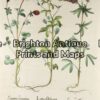 19-267 - Besler - botanical Hand coloured copperplate engraving 39cm X 48cm Condition A+ Framed to conservation standards