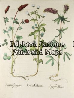 19-267 - Besler - botanical Hand coloured copperplate engraving 39cm X 48cm Condition A+ Framed to conservation standards