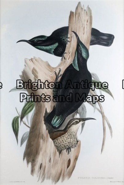 20-395 – Rifle Bird John Gould – circa 1840-48 Hand coloured lithograph 37cm X 53cm Condition A+
