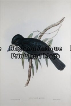 20-396 - Quoys Crow Shrike John Gould - circa 1840-48 Hand coloured lithograph 37cm X 53cm Condition A+
