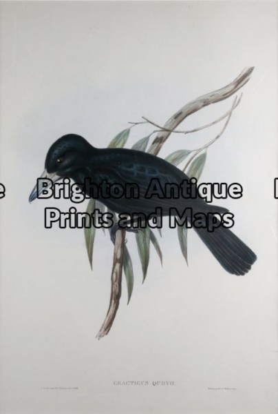 20-396 – Quoys Crow Shrike John Gould – circa 1840-48 Hand coloured lithograph 37cm X 53cm Condition A+