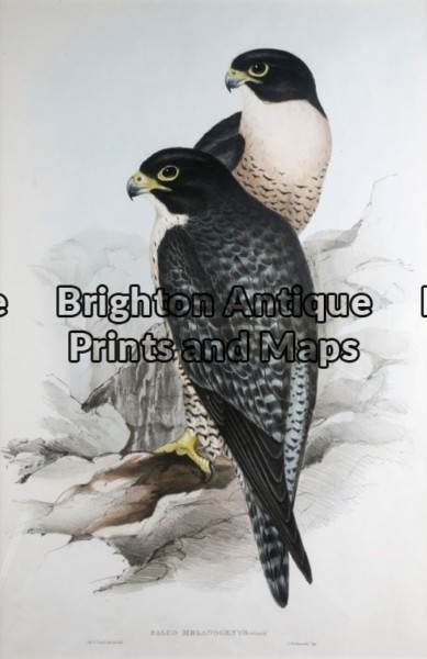 20-398 – Falco Melanogenys John Gould – circa 1840-48 Hand coloured lithograph 37cm X 53cm Condition A+ Framed in huon pine frame