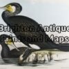 20-400 - Australian Cormorant John Gould - circa 1840-48 Hand coloured lithograph 53cm X 37cm Condition A+