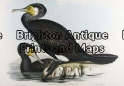 20-400 - Australian Cormorant John Gould - circa 1840-48 Hand coloured lithograph 53cm X 37cm Condition A+
