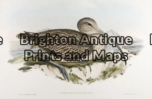 20-401 – Australian Curlew John Gould – circa 1840-48 Hand coloured lithograph 53cm X 37cm Condition A+