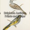 20-406 - Australian Honeyeaters S Diggles - circa 1877 Hand coloured lithograph 26cm X 37cm Condition A+