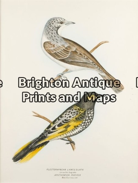 20-406 – Australian Honeyeaters S Diggles – circa 1877 Hand coloured lithograph 26cm X 37cm Condition A+