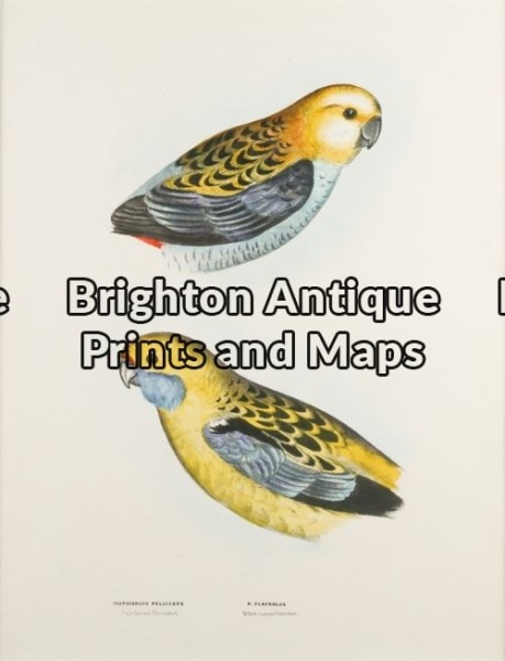 20-407 – Australian Parrakeets S Diggles – circa 1877 Hand coloured lithograph 26cm X 37cm Condition A+
