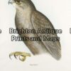 20-408 - Black Falcon S Diggles - circa 1877 Hand coloured lithograph 26cm X 37cm Condition A+