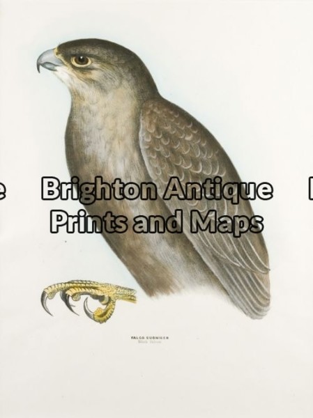 20-408 – Black Falcon S Diggles – circa 1877 Hand coloured lithograph 26cm X 37cm Condition A+
