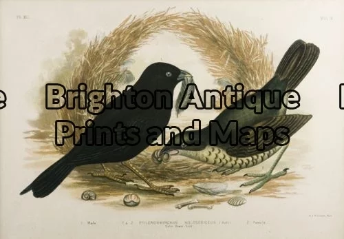 20-410 – Satin Bower-bird G Broinowski – circa 1891 Chromolithograph 34cm X 24cm Condition A+