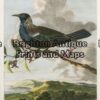 20-413 - New Zealand Poe Bird Anon - circa 1777 Hand coloured copperplate engraving 17cm X 21cm Condition A+