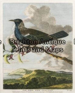 20-413 - New Zealand Poe Bird Anon - circa 1777 Hand coloured copperplate engraving 17cm X 21cm Condition A+