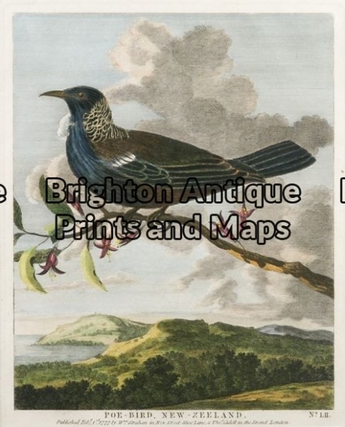 20-413 – New Zealand Poe Bird Anon – circa 1777 Hand coloured copperplate engraving 17cm X 21cm Condition A+