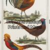 20-414 - Poultry Buffon - circa 1790 Hand coloured copperplate engraving 9cm X 15cm Condition A+