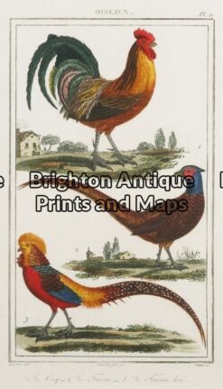 20-414 - Poultry Buffon - circa 1790 Hand coloured copperplate engraving 9cm X 15cm Condition A+