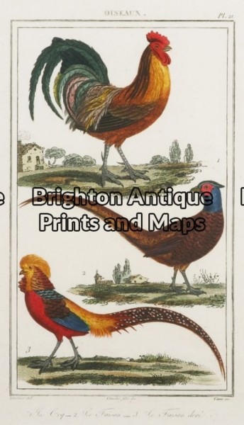20-414 – Poultry Buffon – circa 1790 Hand coloured copperplate engraving 9cm X 15cm Condition A+