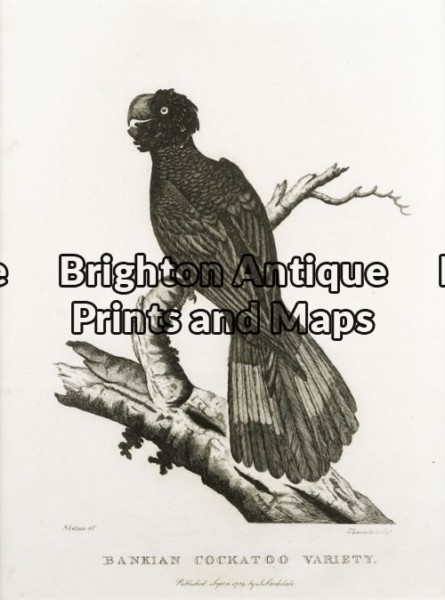 20-416 – Bankian Cockatoo Arthur Phillip – circa 1789 Copperplate engraving 19cm X 26cm Condition A+