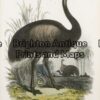 20-419 - Emu Anon - circa 1880 Chromolithograph 22cm X 28cm Condition A+