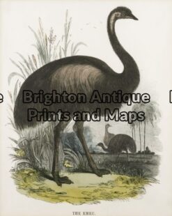 20-419 - Emu Anon - circa 1880 Chromolithograph 22cm X 28cm Condition A+