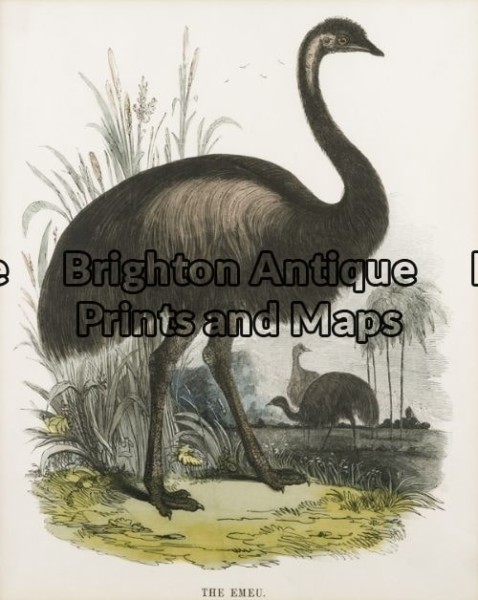 20-419 – Emu Anon – circa 1880 Chromolithograph 22cm X 28cm Condition A+