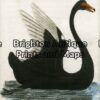 20-420 - Black Swan Anon - circa 1798 Hand coloured copperplate engraving 9cm X 14cm Condition A+ Framed