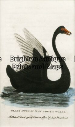 20-420 - Black Swan Anon - circa 1798 Hand coloured copperplate engraving 9cm X 14cm Condition A+ Framed