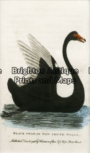 20-420 – Black Swan Anon – circa 1798 Hand coloured copperplate engraving 9cm X 14cm Condition A+ Framed
