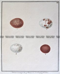 20-421  British Bird Eggs by Lewin c.1789