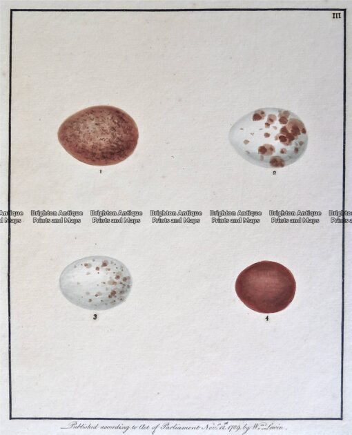 20-421  British Bird Eggs by Lewin c.1789