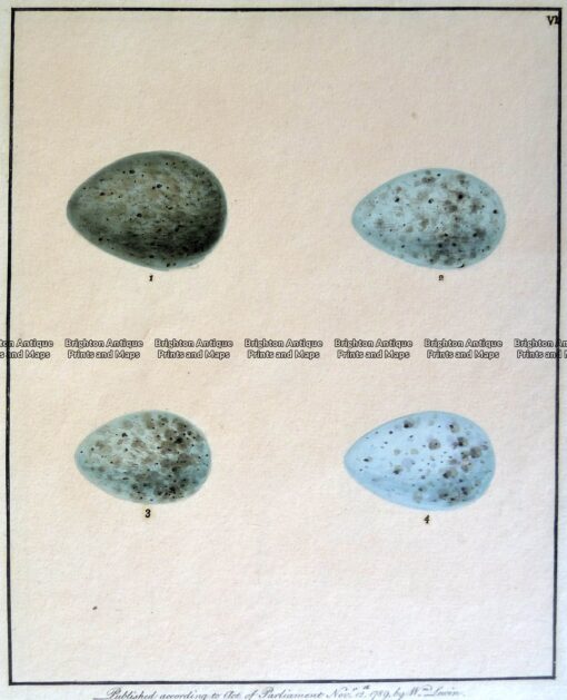 20-422  British birds eggs by Lewin c.1789