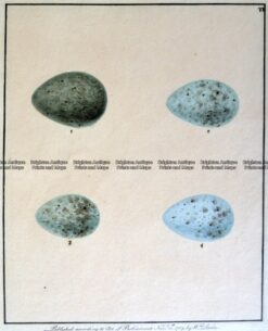20-422  British birds eggs by Lewin c.1789