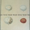 20-423  British birds eggs by Lewin c.1789