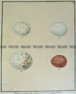 20-423  British birds eggs by Lewin c.1789