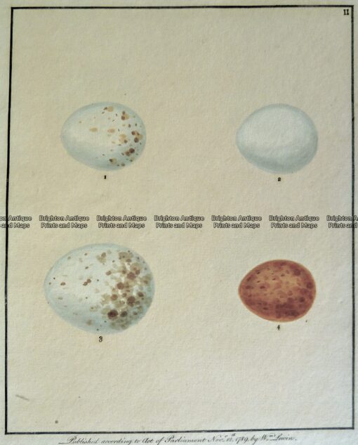 20-423  British birds eggs by Lewin c.1789