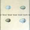 20-424 British birds eggs by Lewin  c.1789