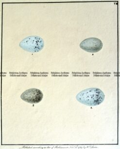 20-424 British birds eggs by Lewin  c.1789