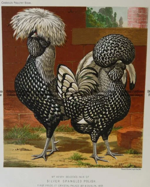 20-425  Poultry by L Wright  c.1880