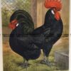20-426  Poultry by L. Wright  c.1880