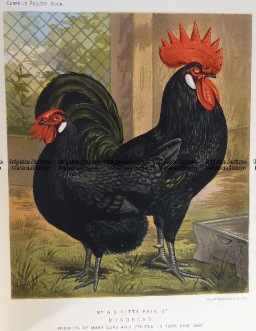 20-426  Poultry by L. Wright  c.1880