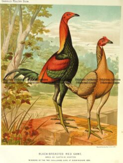 20-427  Poultry by L. Wright  c.1880