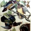 20-428  Wood Duck (Anas Sponsa) by Audubon - Ariel edition