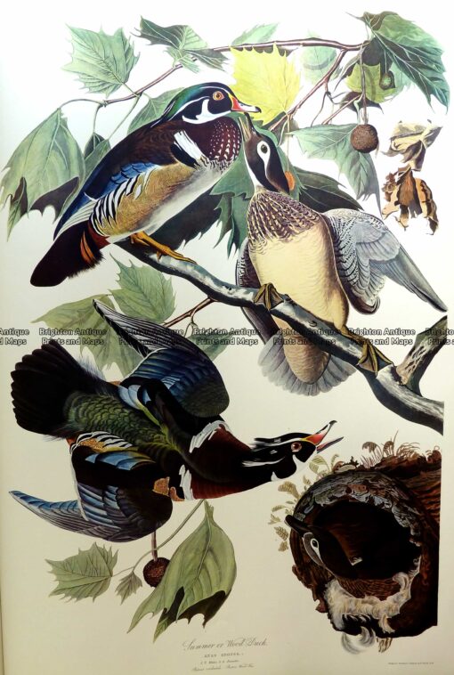 20-428  Wood Duck (Anas Sponsa) by Audubon – Ariel edition