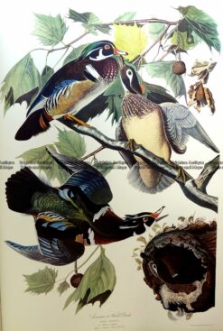 20-428  Wood Duck (Anas Sponsa) by Audubon - Ariel edition
