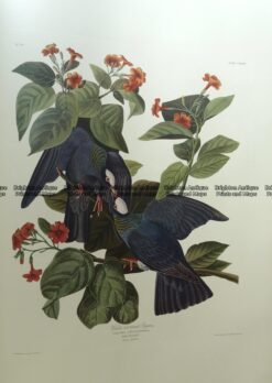 20-429  Whte-crowned Pigeon by Audubon - Ariel Edition 1973