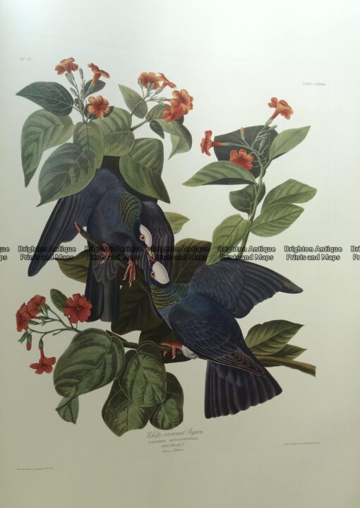20-429  Whte-crowned Pigeon by Audubon – Ariel Edition 1973